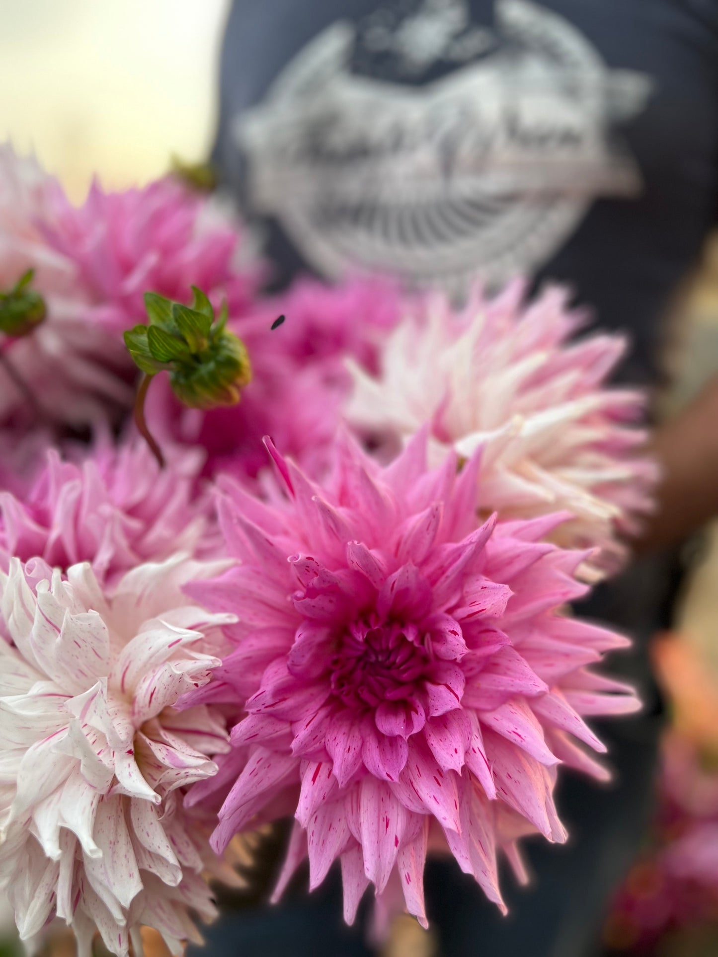 Mick's Peppermint Dahlia Tuber