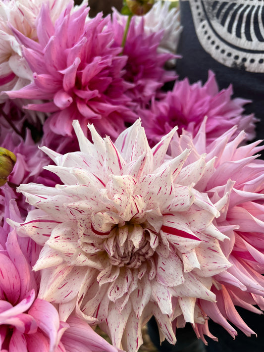 White and Red-striped and Pink and Cream and Light Pink and Mauve Mick's Peppermint Dahlia Tubers from Triple Wren Farms