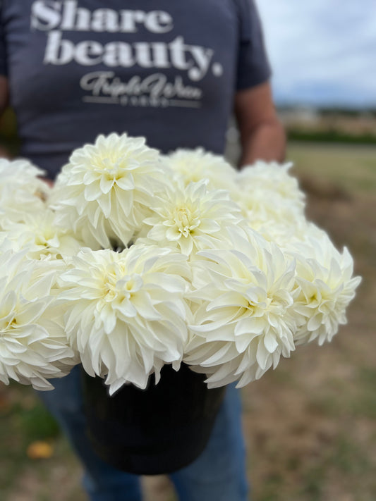 Cream and White Lady Liberty Dahlia Tubers from Triple Wren Farms