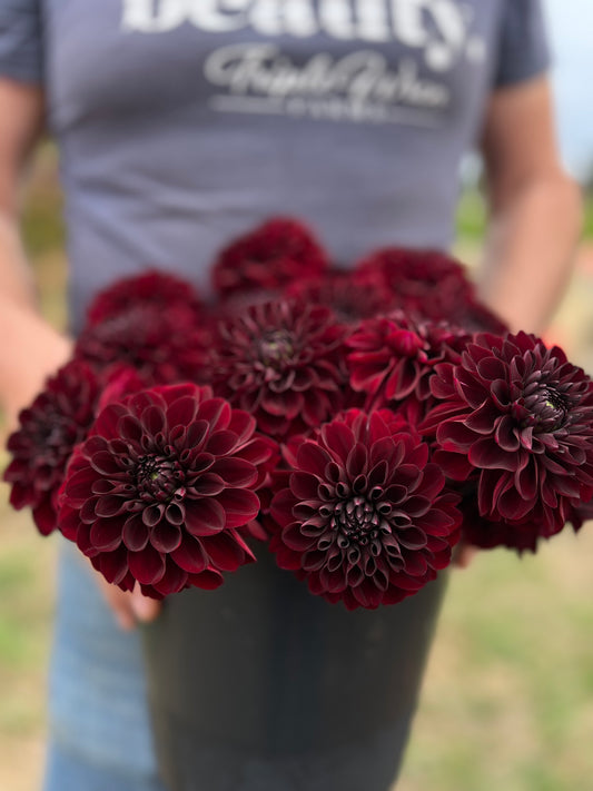 Lights Out Dahlia Tubers from Triple Wren Farms