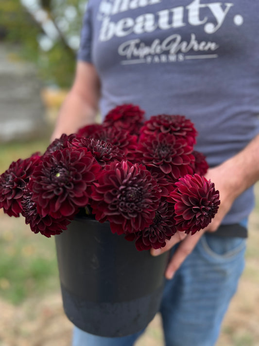 Red and Chocolate and Dark Red Lights Out Dahlia Tubers from Triple Wren Farms