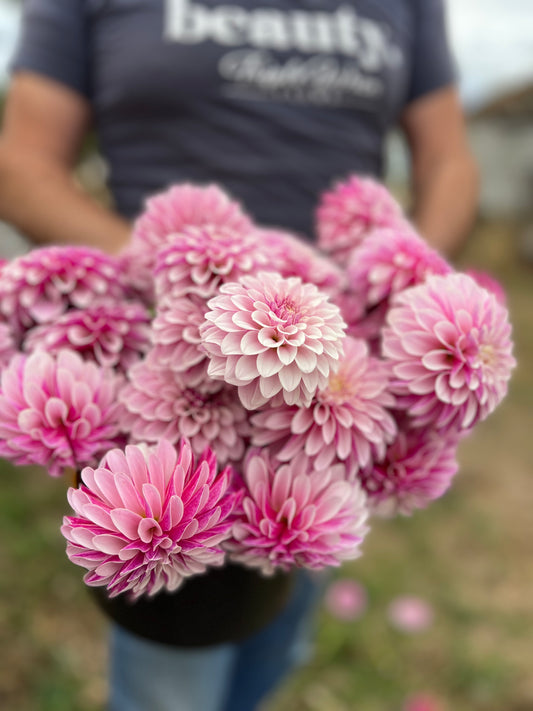 Salish Twilight Girl Dahlia Tuber