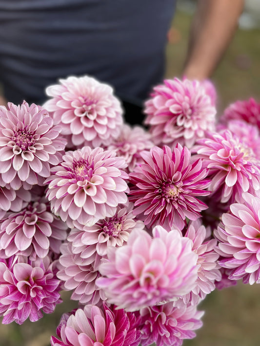 Salish Twilight Girl Dahlia Tuber