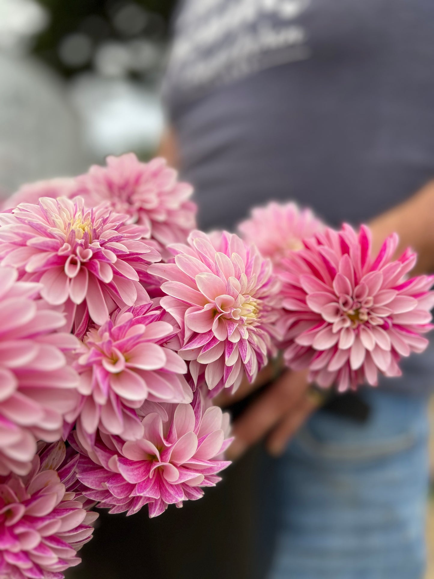 Salish Twilight Girl Dahlia Tuber