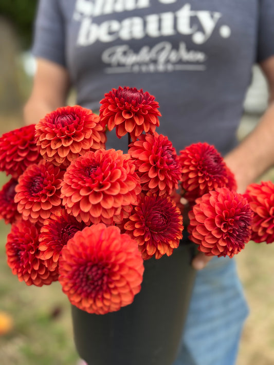 Orange and Burnt orange and Dark Orange and Scarlet Brown Sugar Dahlia tubers from Triple Wren Farms