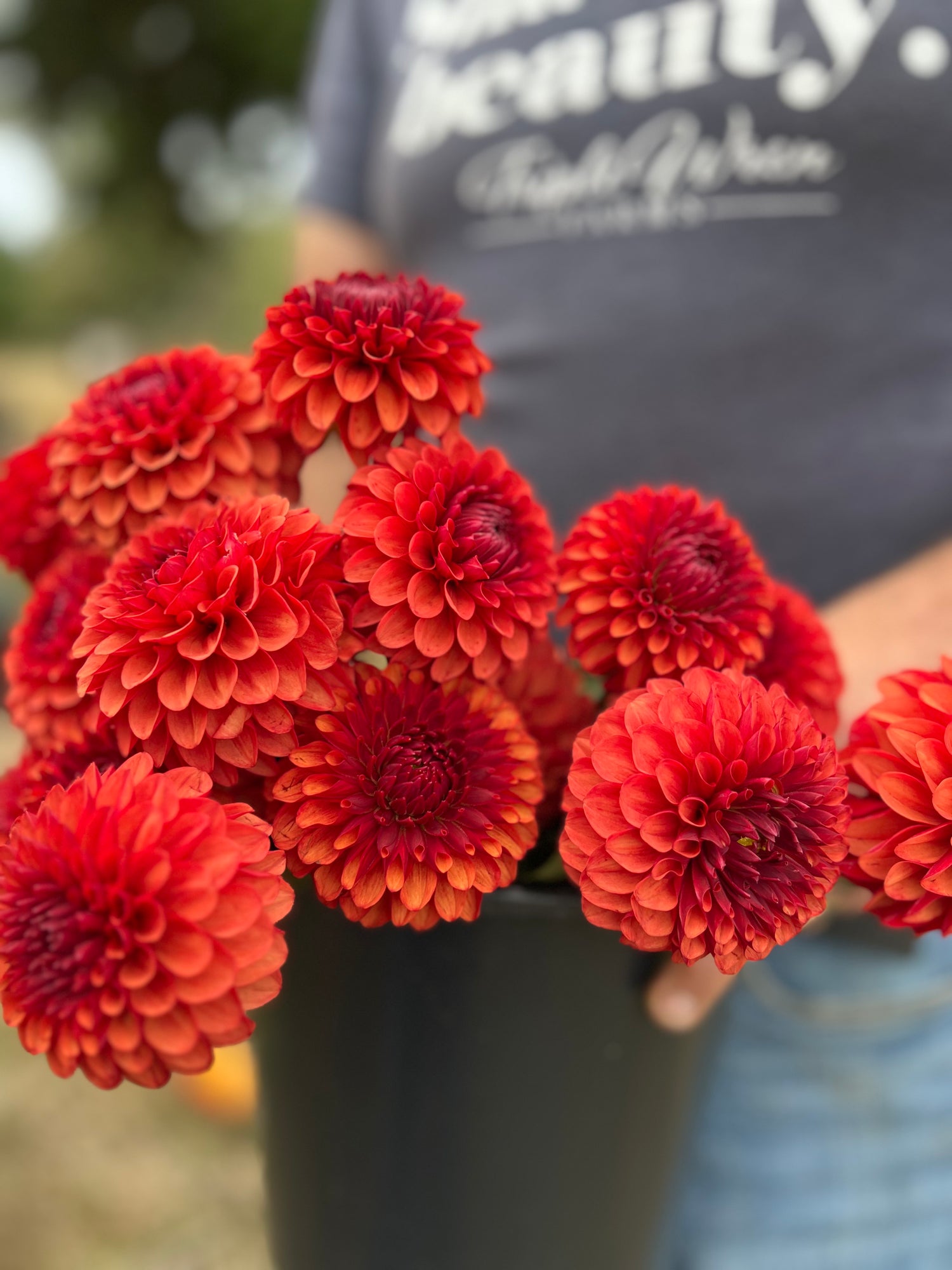 buy Brown Sugar Dahlia tubers from Triple Wren Farms  for your home garden