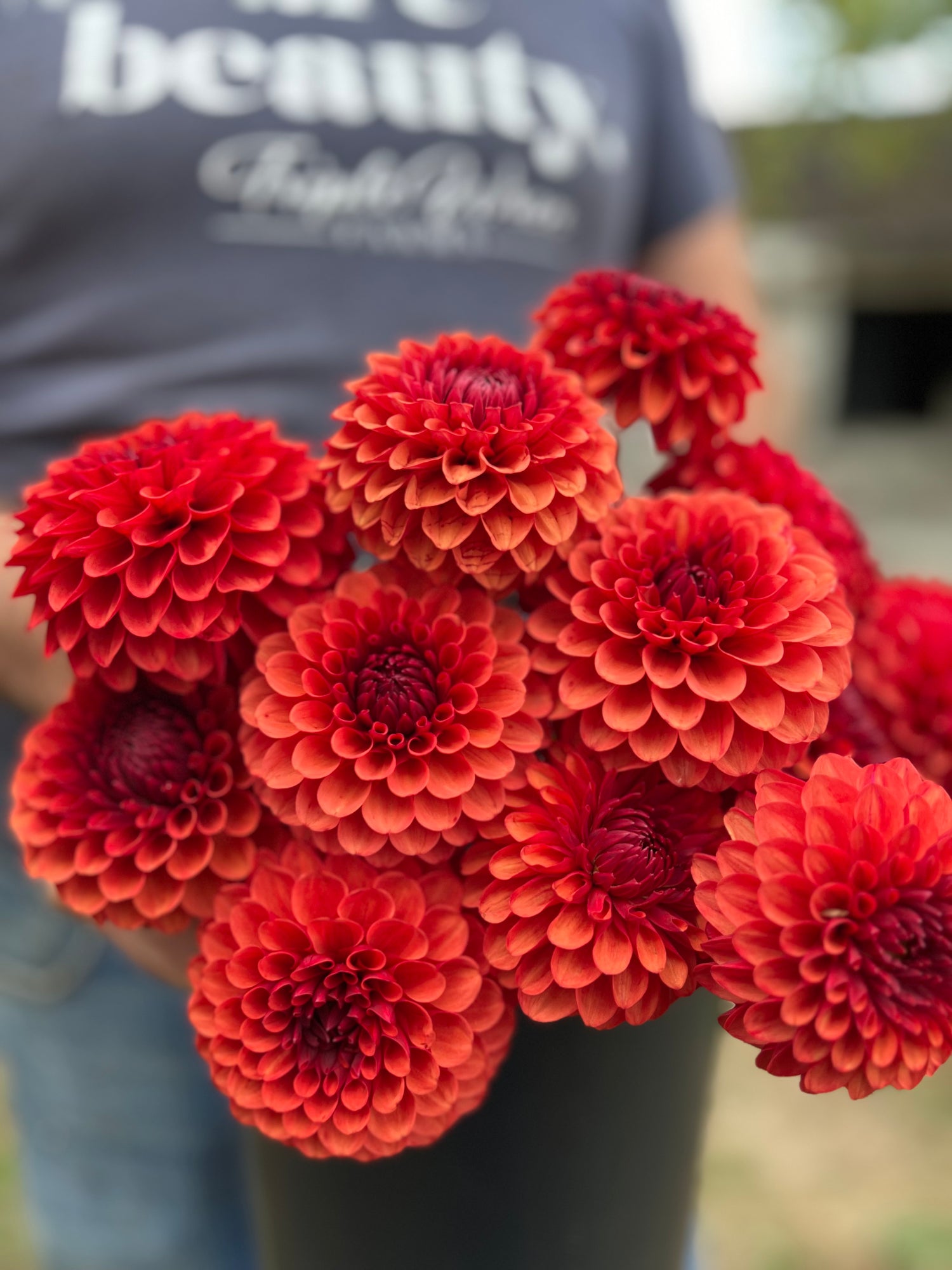 Brown Sugar Dahlia tubers from Triple Wren Farms 