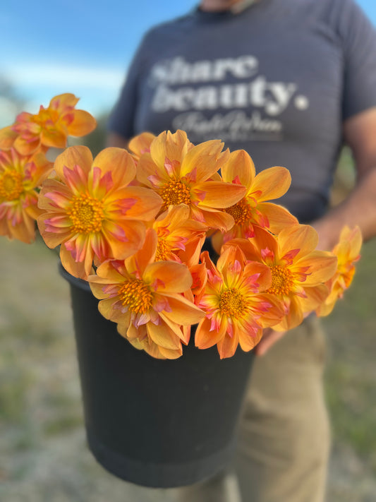 Bloomquist Behold dahlia tubers from Triple Wren Farms