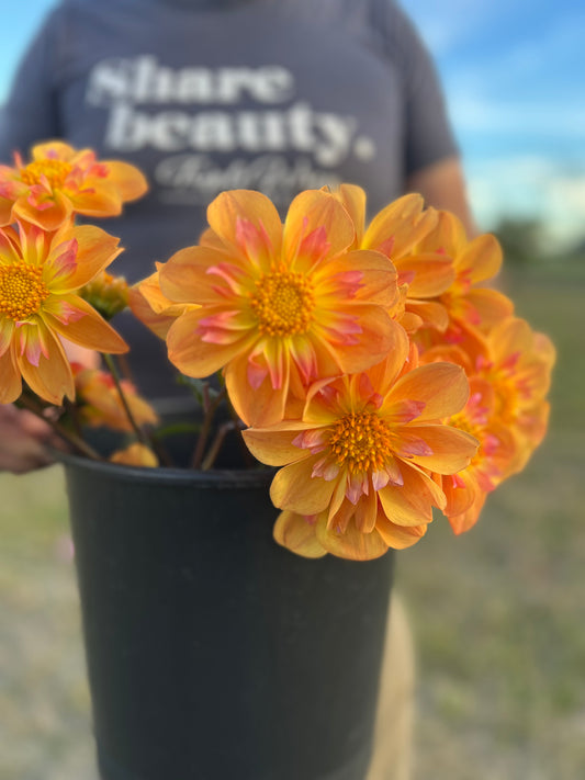 Yellow and Orange and Pale Pink and Light Pink and Light Yellow dahlia tubers Bloomquist Behold from Triple Wren Farms