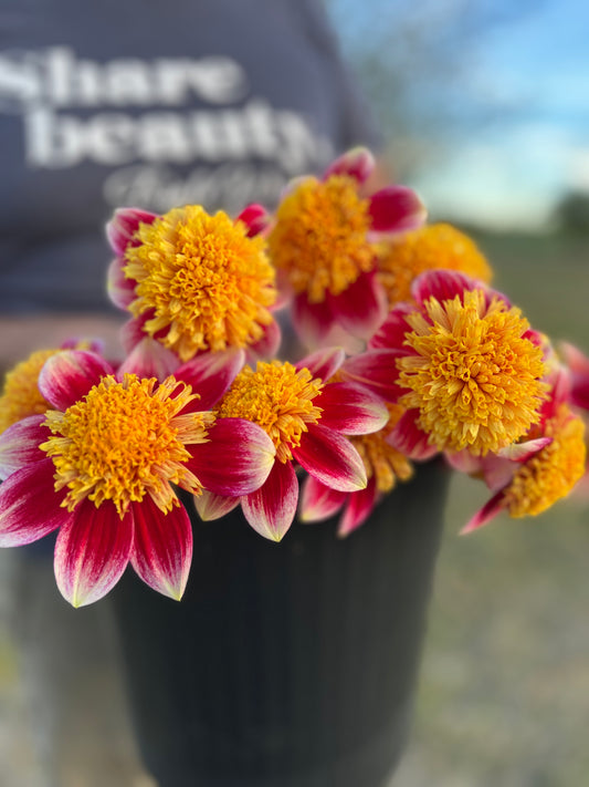 Sandia Panama Dahlia Tuber
