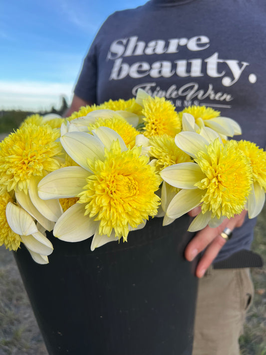 Sandia Summertime Dahlia Tuber