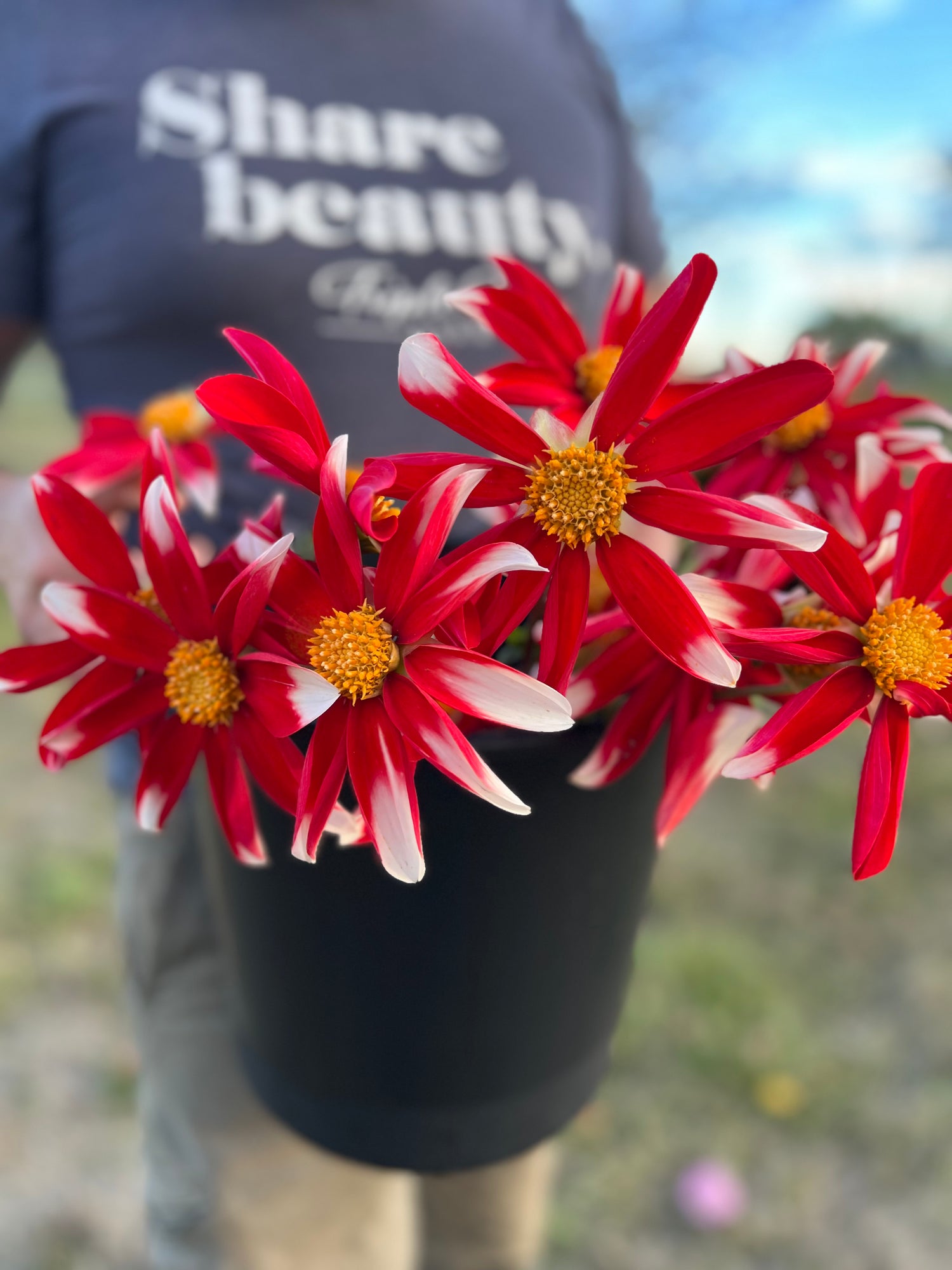 Red and Scarlet and white-tipped Windmill Dahlia Tubers from Triple Wren Farms