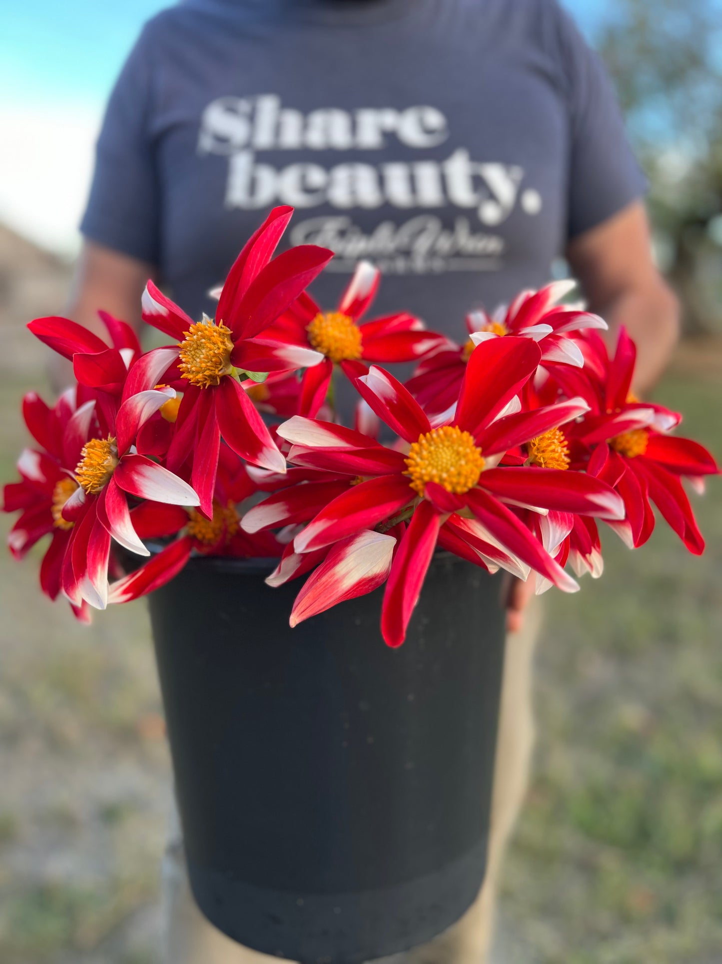 Windmill Dahlia Tubers from Triple Wren Farms