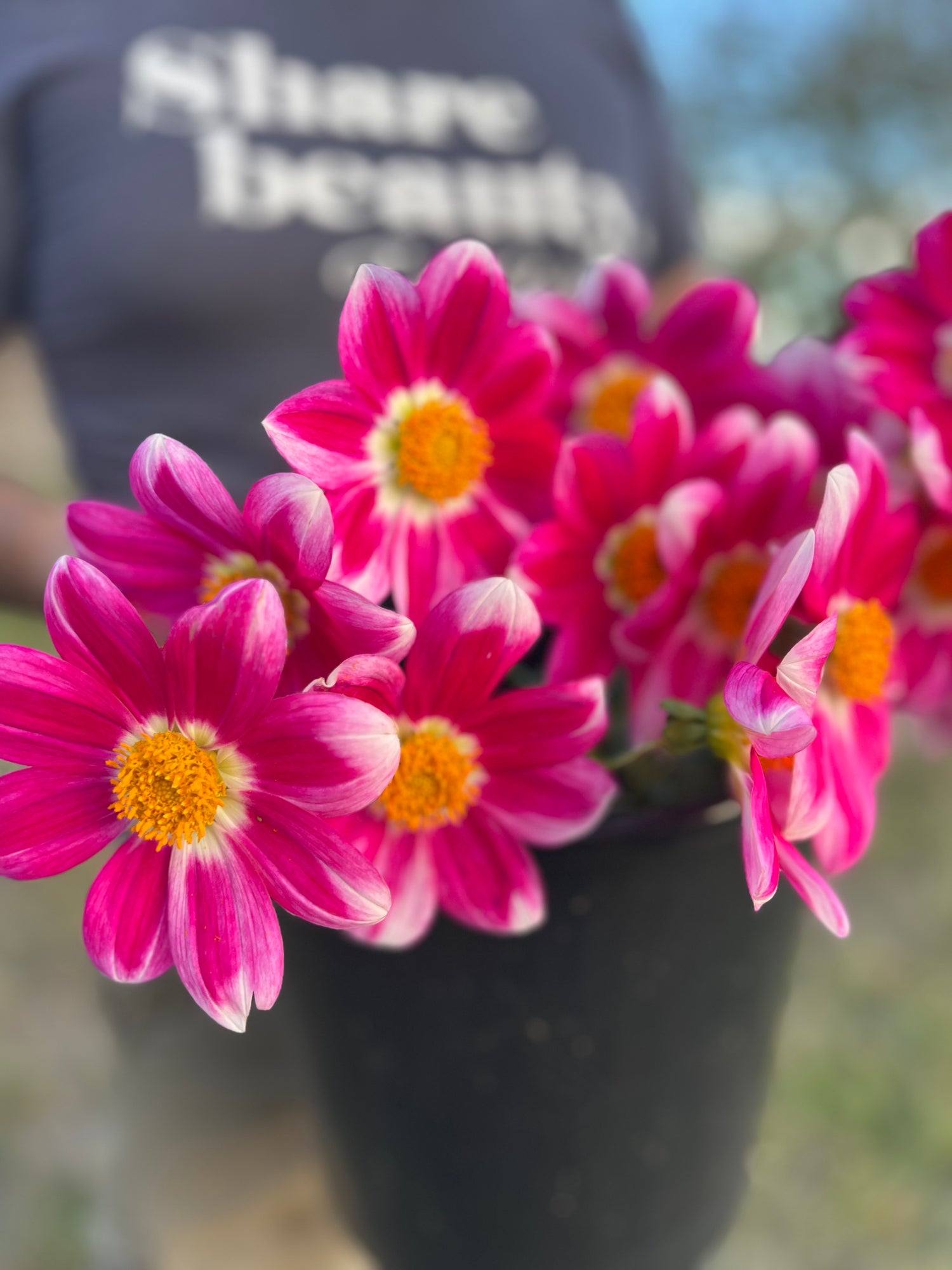 Fuchsia and Pink and White and Purple and Plum dahlia tubers Bloomquist Awestruck from Triple Wren Farms