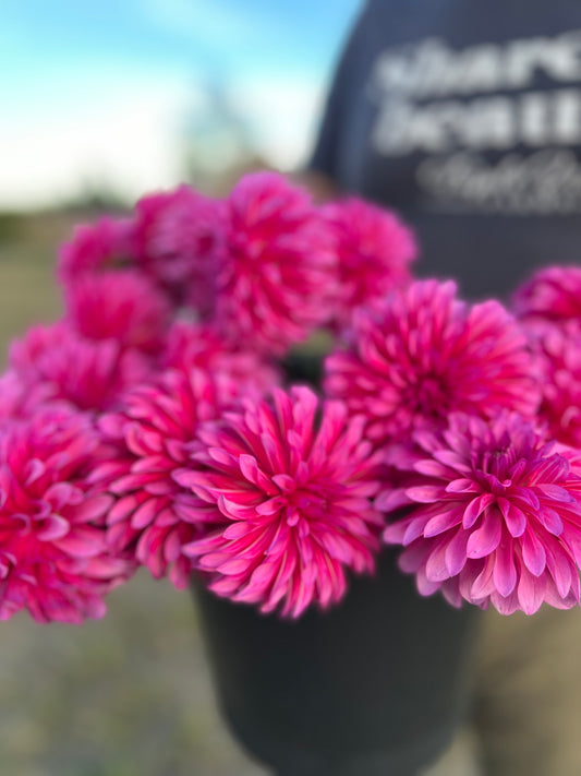 Pink and Fuchsia and hot pink Bloomquist Pinwheel Dahlia Tubers from Triple Wren Farms