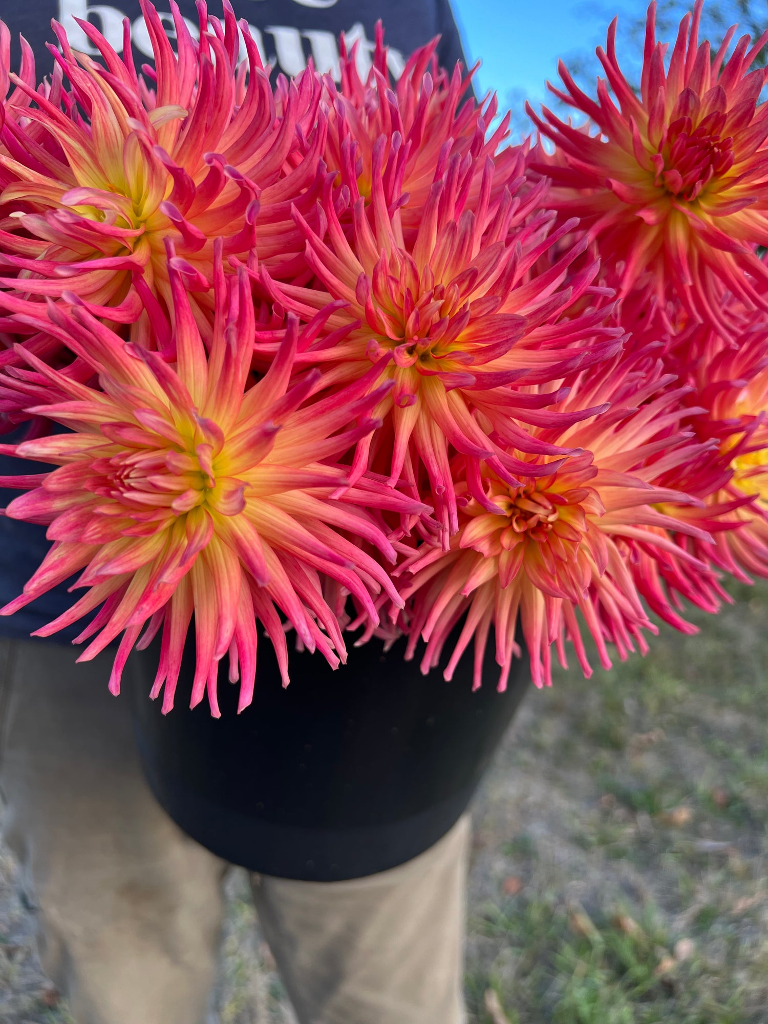 buy Bloomquist Bethany dahlia tubers from Triple Wren Farms for your home garden