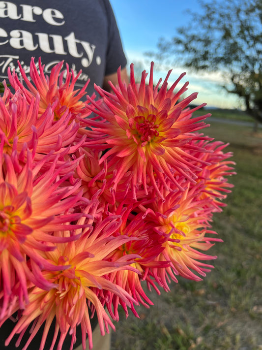 Mauve and Red and Pink and Yellow and Coral dahlia tubers Bloomquist Bethany from Triple Wren Farms