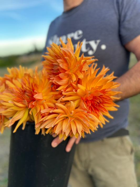 Orange and Golden dahlia tubers Bloomquist Egypt from Triple Wren Farms