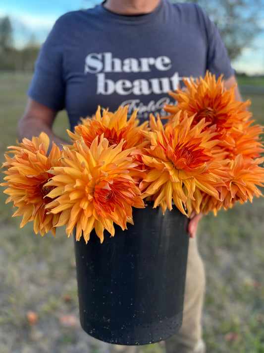 Bloomquist Egypt dahlia tuber from Triple Wren Farms