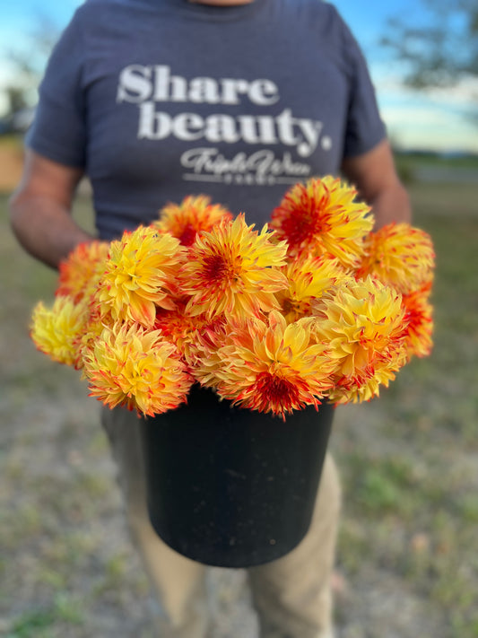 Bloomquist Georgia dahlia tubers from Triple Wren Farms