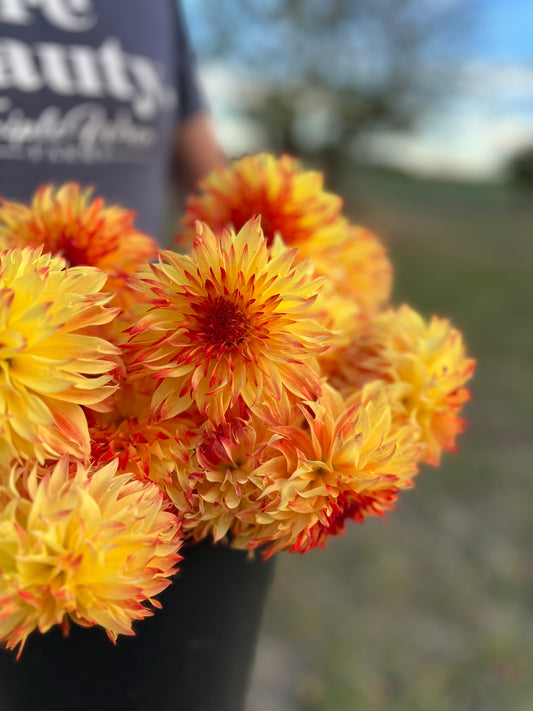 Golden and Yellow and Orange and Burnt Orange and light yellow dahlia tubers Bloomquist Georgia from Triple Wren Farms