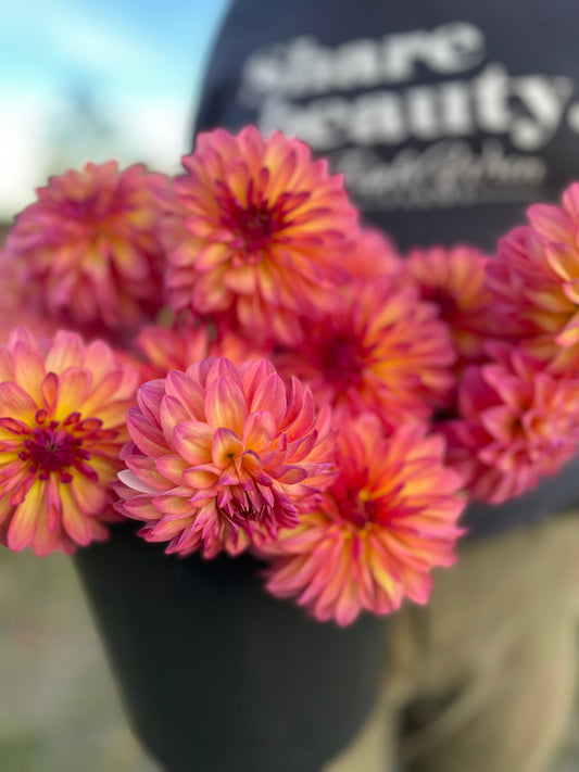 Pink and Coral and pale yellow and light yellow dahlia tubers Bloomquist Fredene from Triple Wren Farms