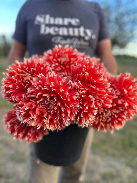 Ka's Peppercorn Dahlia Tubers from Triple Wren Farms