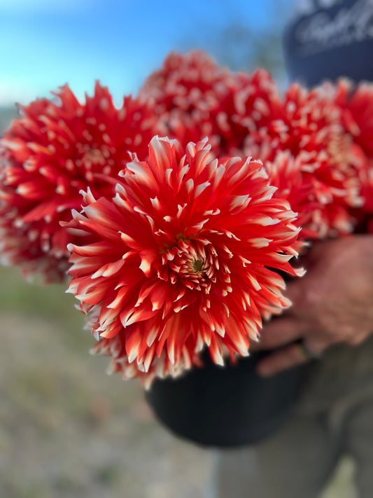 Red and and white-tipped and Scarlet KA's Peppercorn Dahlia Tubers from Triple Wren Farms