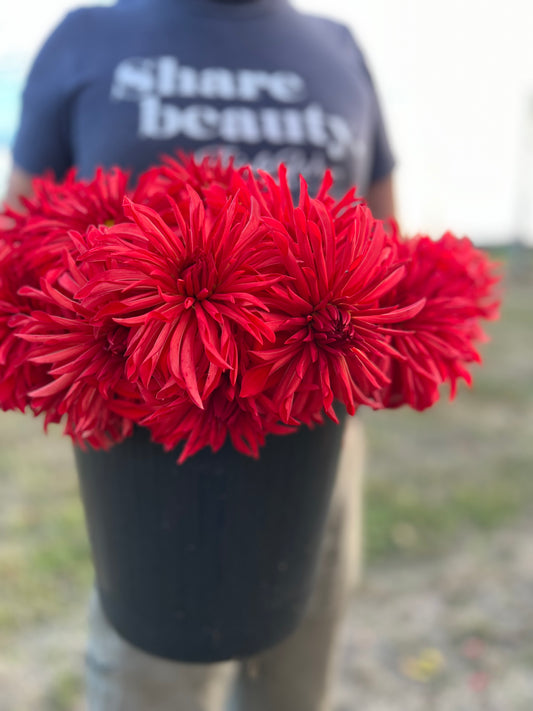 Bloomquist Umbrella Dahlia Tubers from Triple Wren Farms