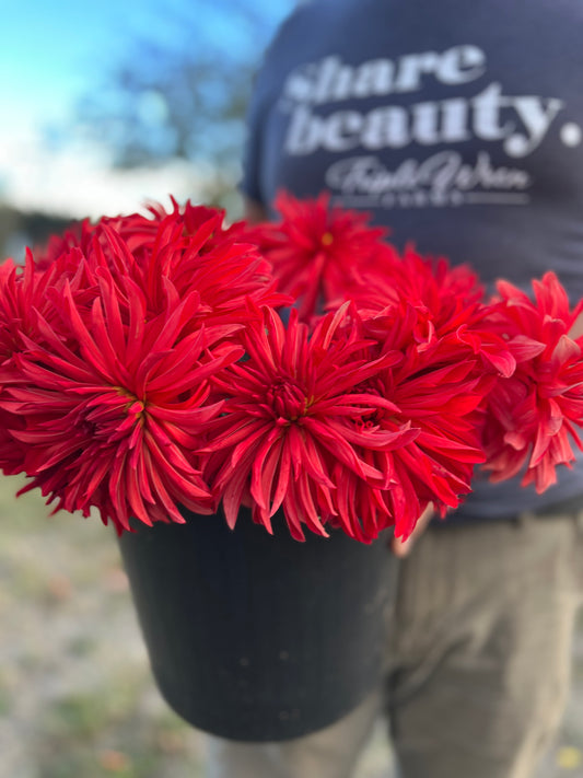 Red and Crimson and Scarlet Bloomquist Umbrella Dahlia Tubers from Triple Wren Farms