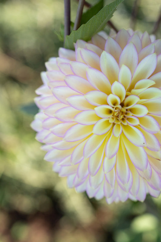 Cream and White and Light Yellow dahlia tuber Bloomquist Blush from Triple Wren Farms