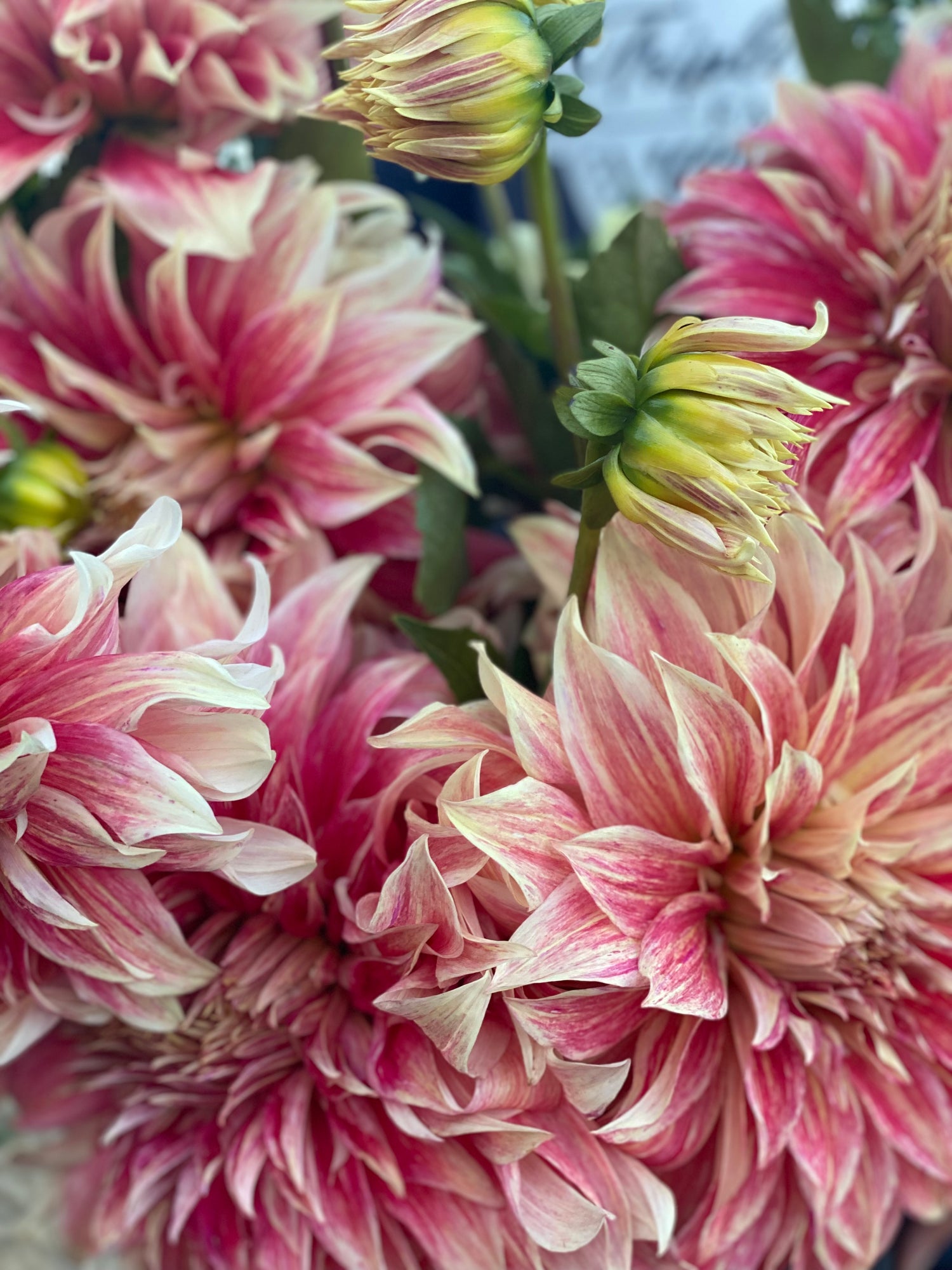 buy Ice Cube Dahlia Tuber from Triple Wren Farms for your home garden