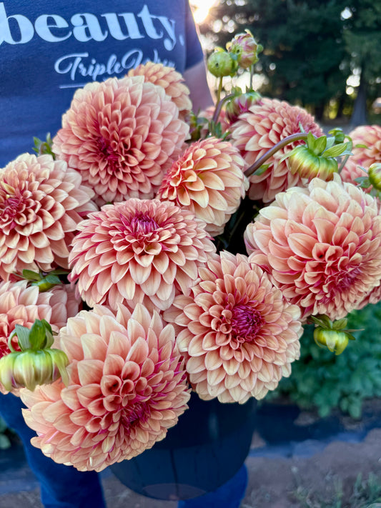 Carpe Dahlia Harvest Dahlia Tuber