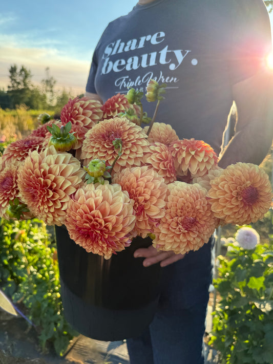 Carpe Dahlia Harvest Dahlia Tuber