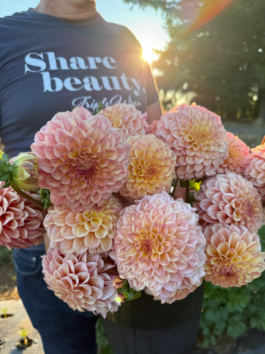 Carpe Dahlia Summer Blush Dahlia Tuber