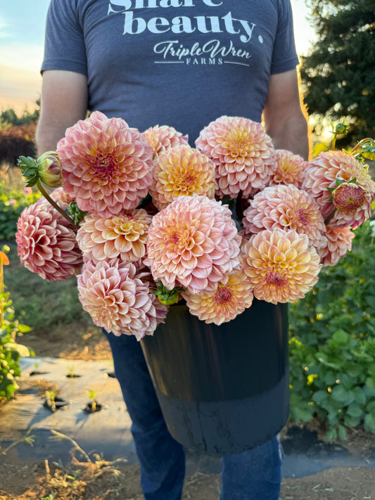 Carpe Dahlia Summer Blush Dahlia Tuber