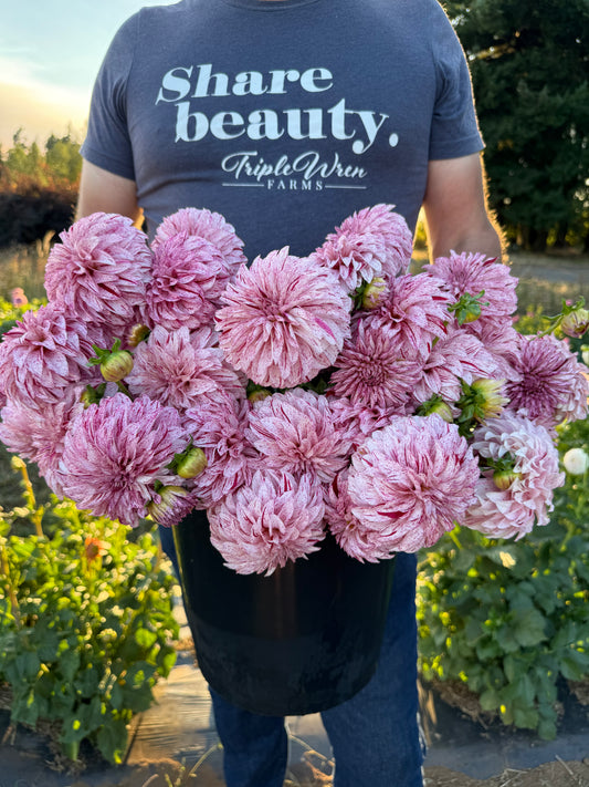 Bloomquist Kevin G Dahlia Tuber