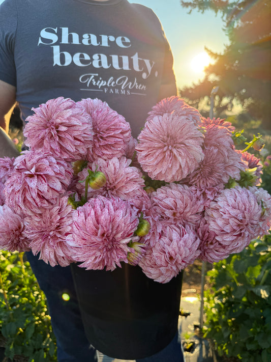 Bloomquist Kevin G Dahlia Tuber