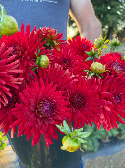 Sandia Mace Dahlia Tuber