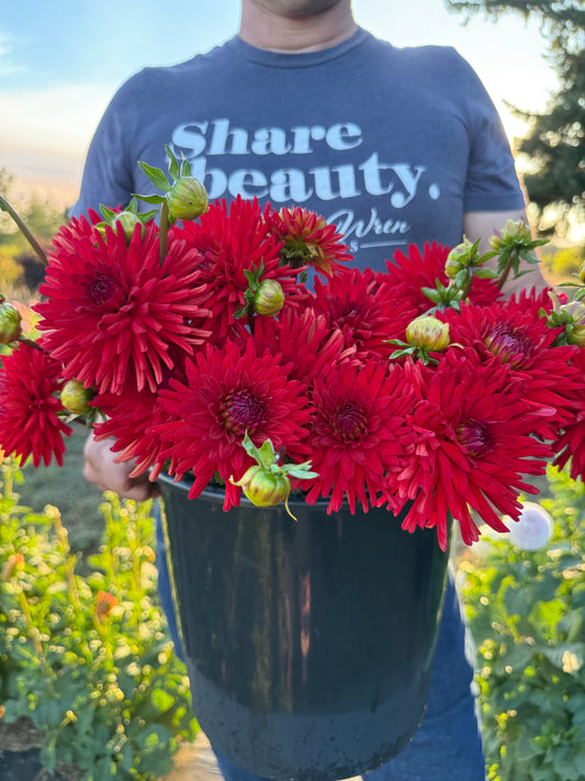 Sandia Mace Dahlia Tuber