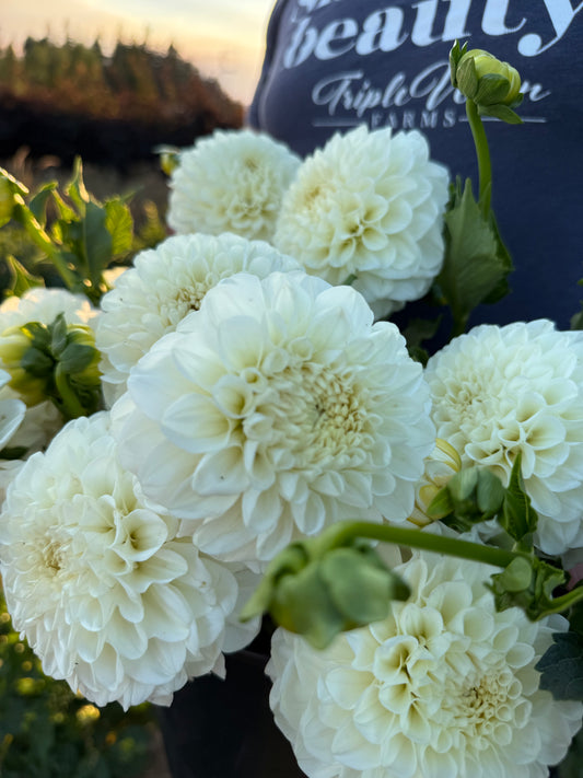 Salish Sea Mist Dahlia Tuber