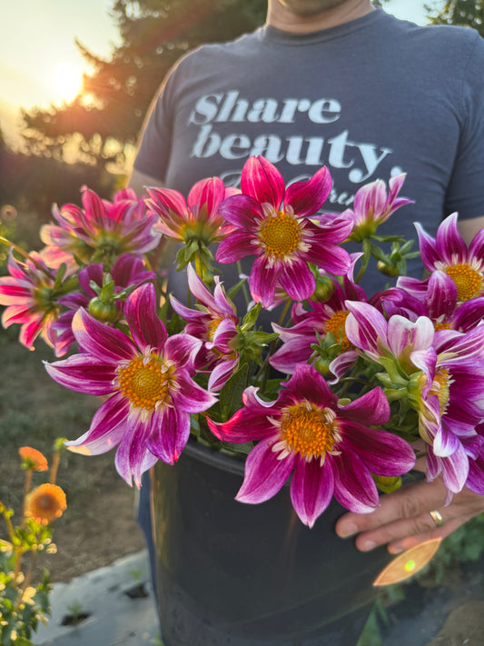 Whistling Bee's Dawn's Early Light Dahlia Tuber
