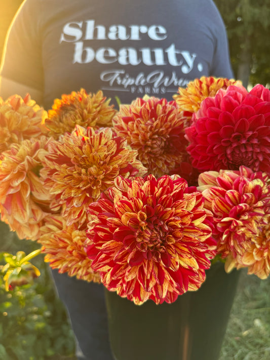 Ferncliff Firecracker Dahlia Tuber