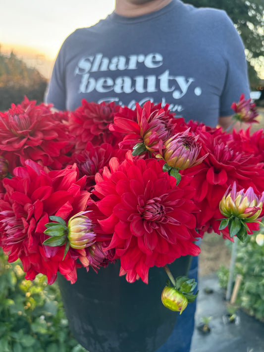 Salish Red Red Red Dahlia Tuber
