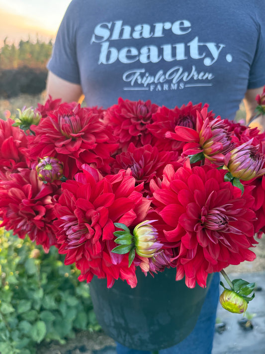 Salish Red Red Red Dahlia Tuber