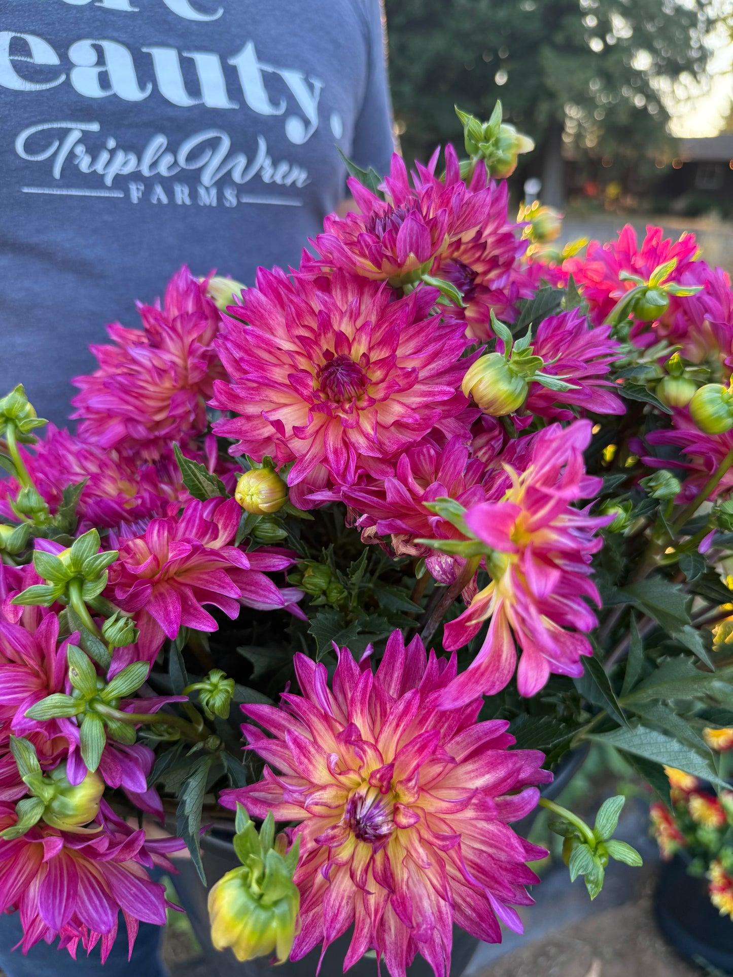 Bloomquist Magical Dahlia Tuber