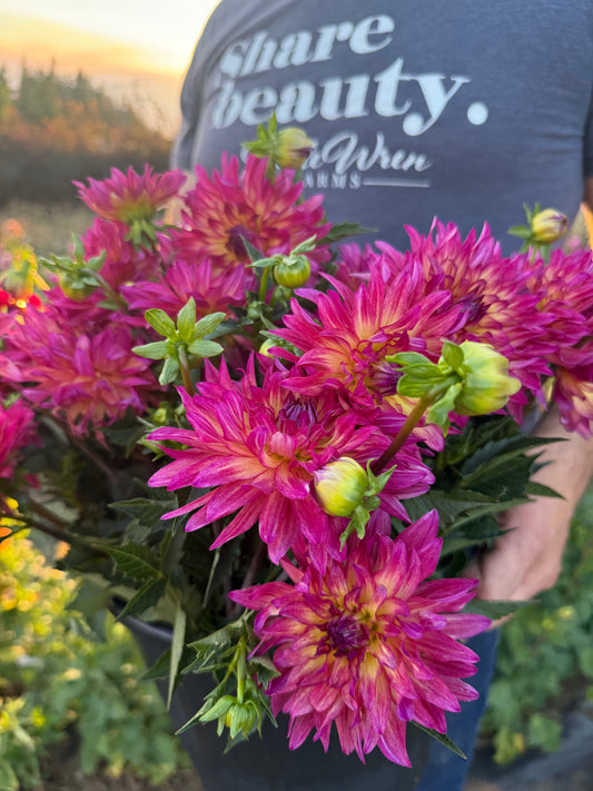 Bloomquist Magical Dahlia Tuber