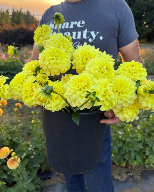 Salish Sundrops Dahlia Tuber