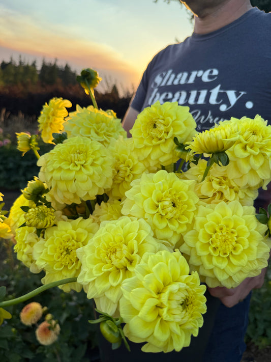 Salish Sundrops Dahlia Tuber
