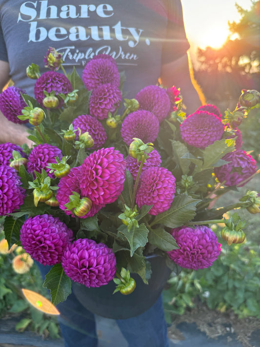 SB's Becky Dahlia Tuber